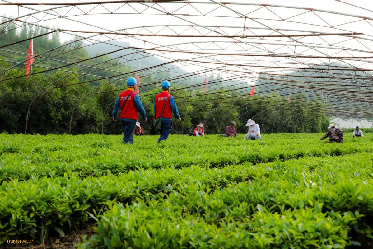 Reliable electricity brings bright outlook to green tea fields