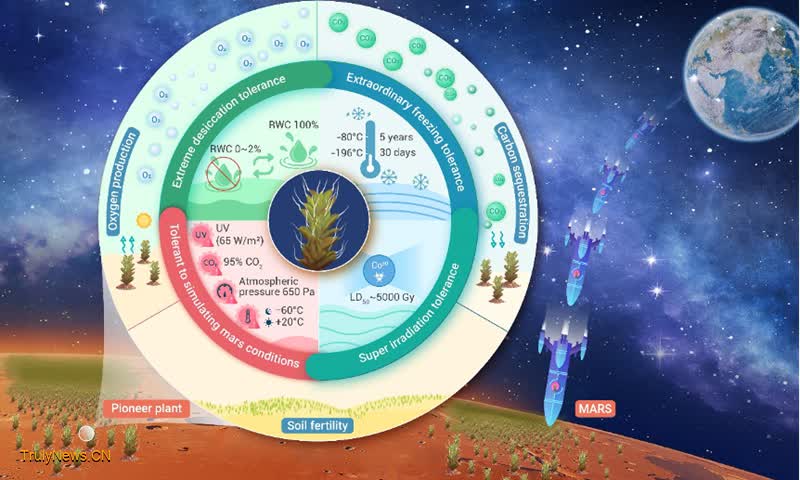 Xinjiang scientists discover plant with potential to survive on Mars