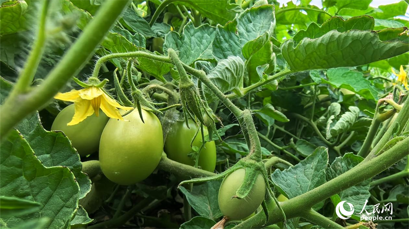 Tomato industry thrives in China’s Xinjiang