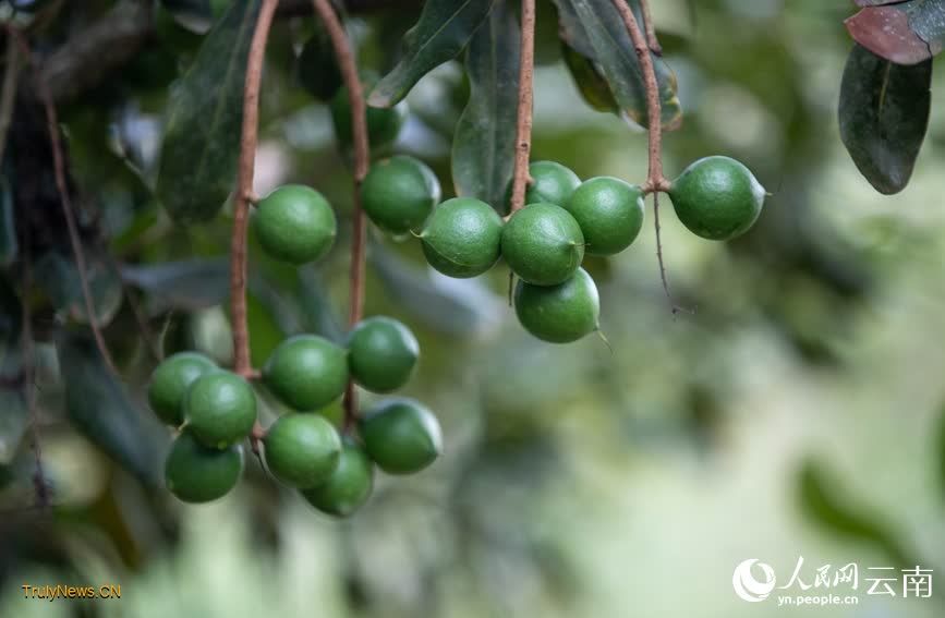 Nut industry boosts rural revitalization in SW China’s Yunnan