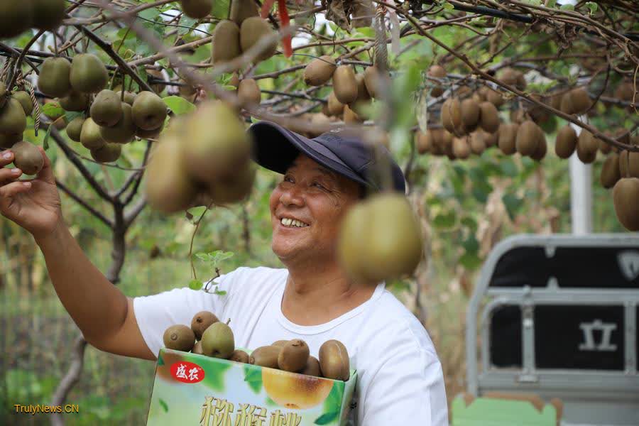 Kiwifruit’s odyssey from China to NZ and back