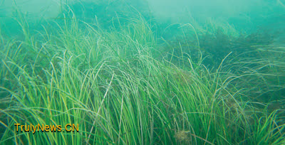 Chinese researchers vow to restore seagrass beds