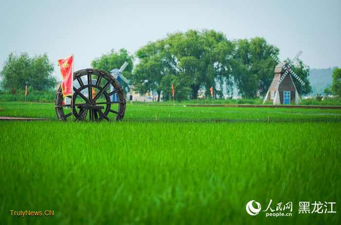 Farmers in NE China’s Heilongjiang cultivate thriving rice business