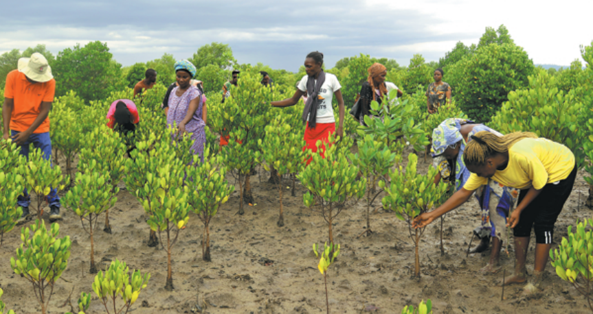 Mangrove restoration project unveils income-generating opportunities in Kenya