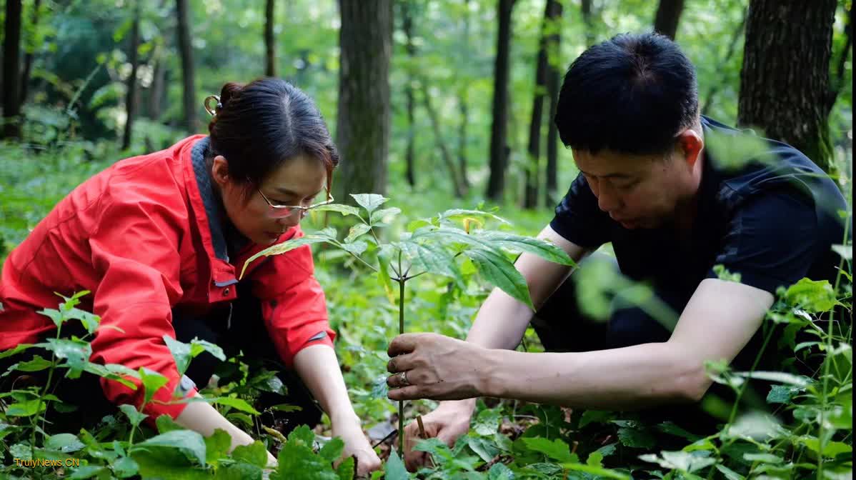 NE China’s specialty a gamechanger for local folks