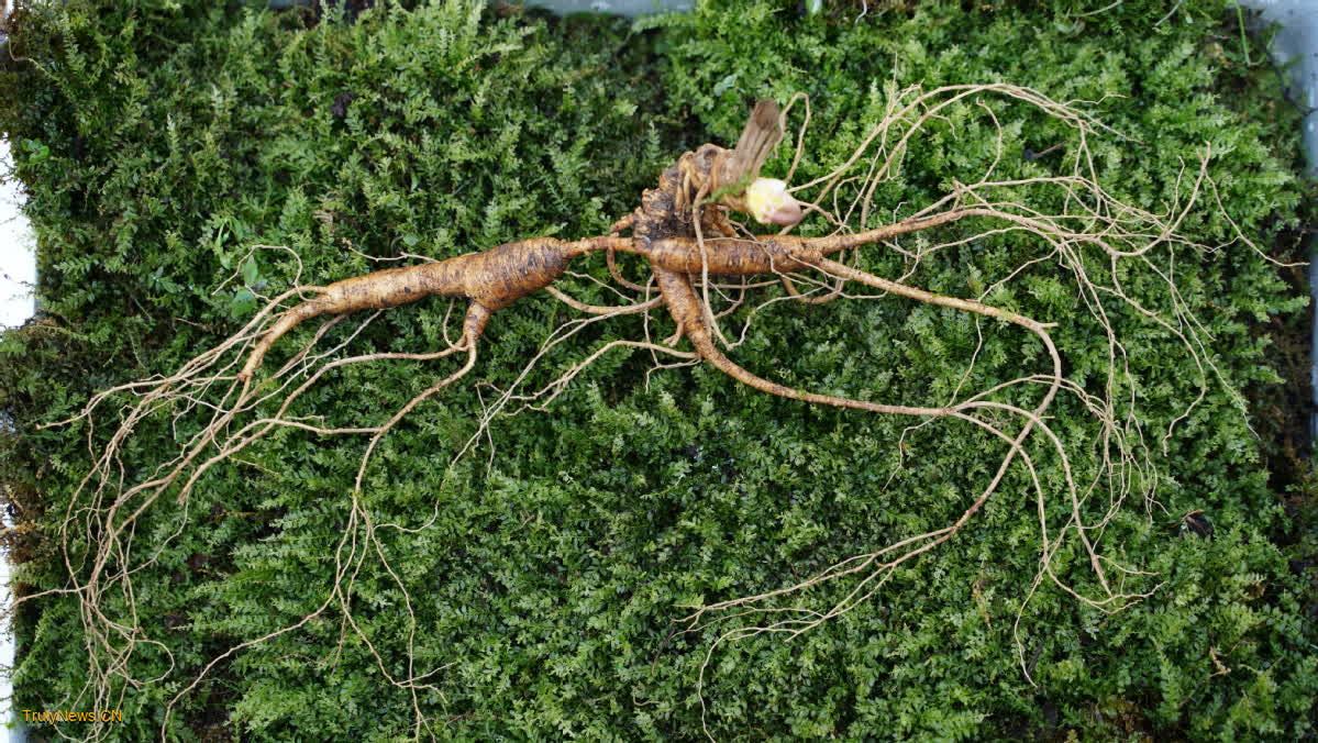 ‘Huanren ginseng’ goes global, grows market