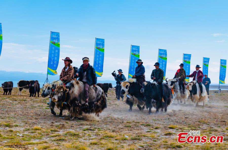 Yak racing festival celebrated in Qinghai