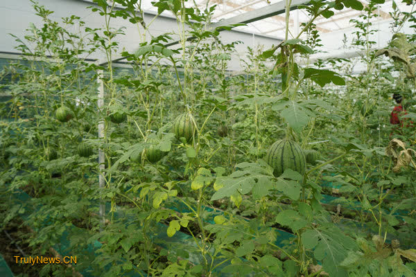 Kashgar’s watermelon project yields sweet success