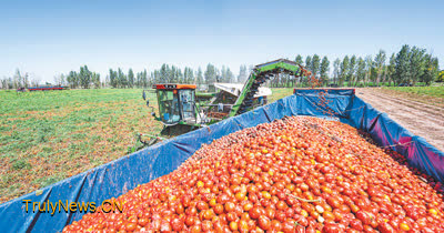 Changji in NW China’s Xinjiang develops complete tomato industrial chain