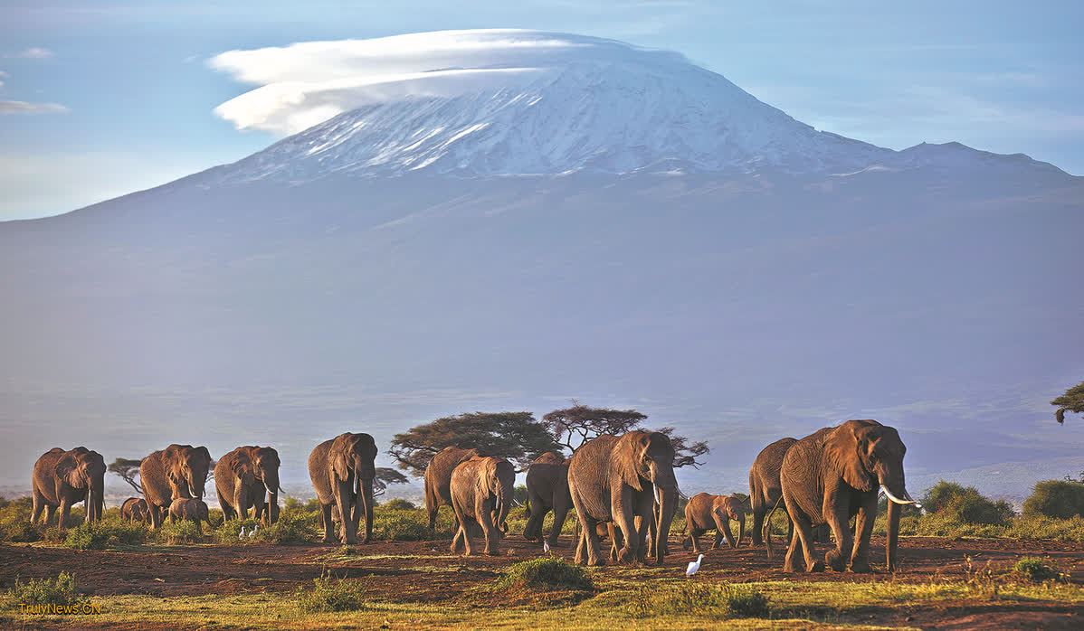 It takes a team to reach summit of Kilimanjaro