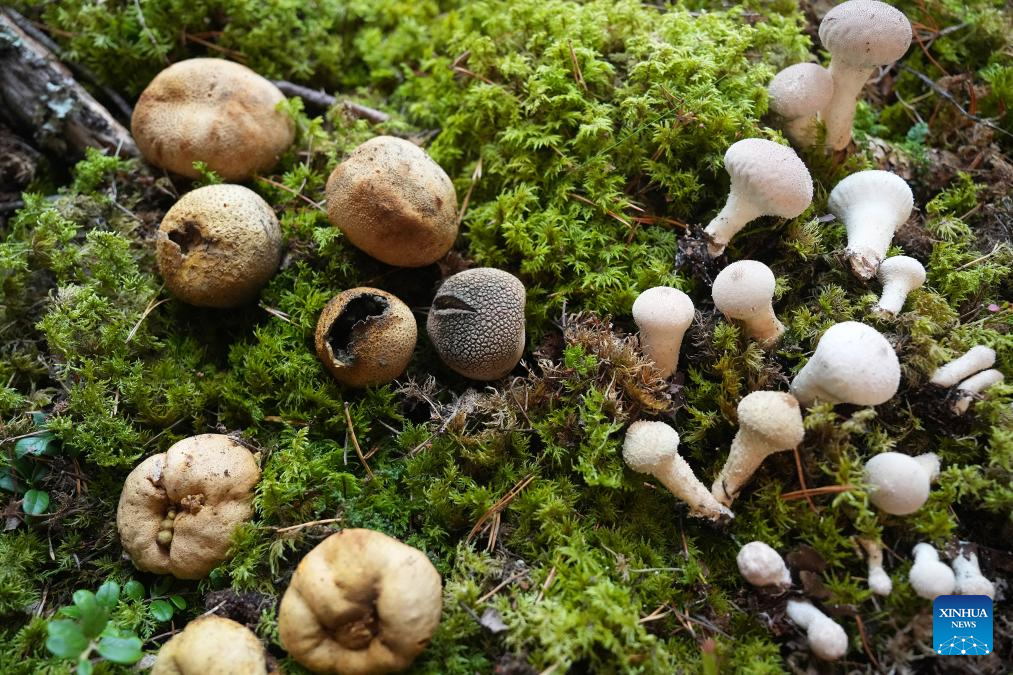 Mushroom exhibition held at Latvian Museum of Natural History in Latvia