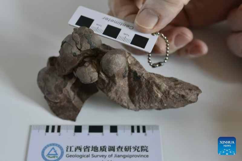 World’s smallest dinosaur egg fossils discovered in China