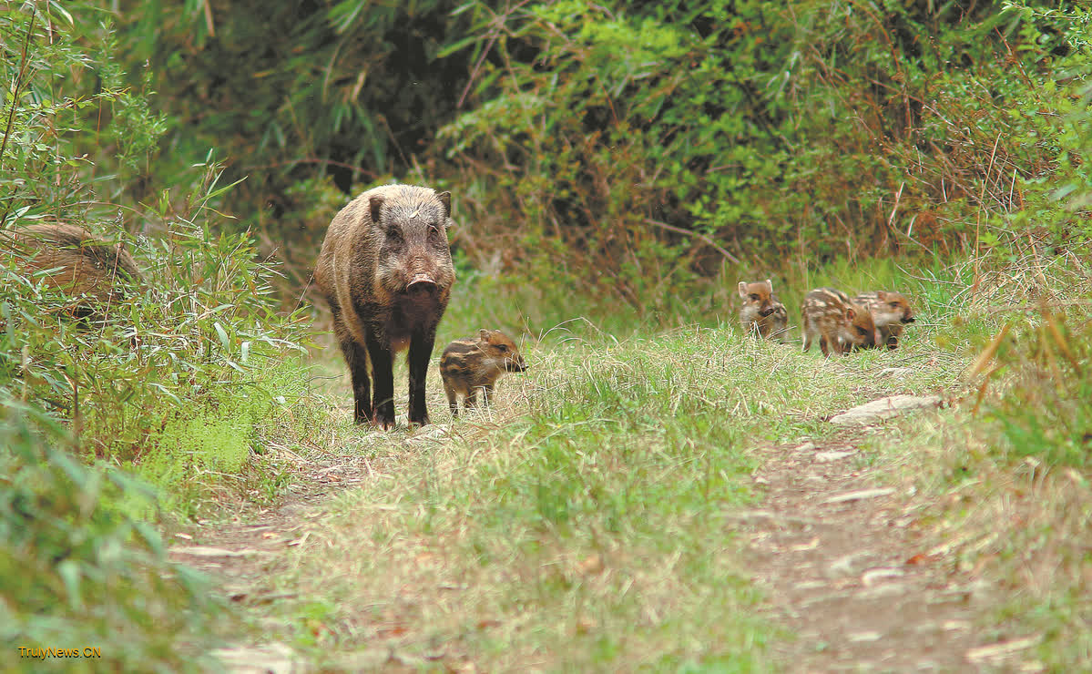 Restore habitat to protect humans from wild boars