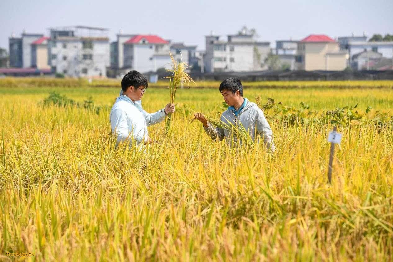 Science and technology backyard projects contribute to China’s rural revitalization