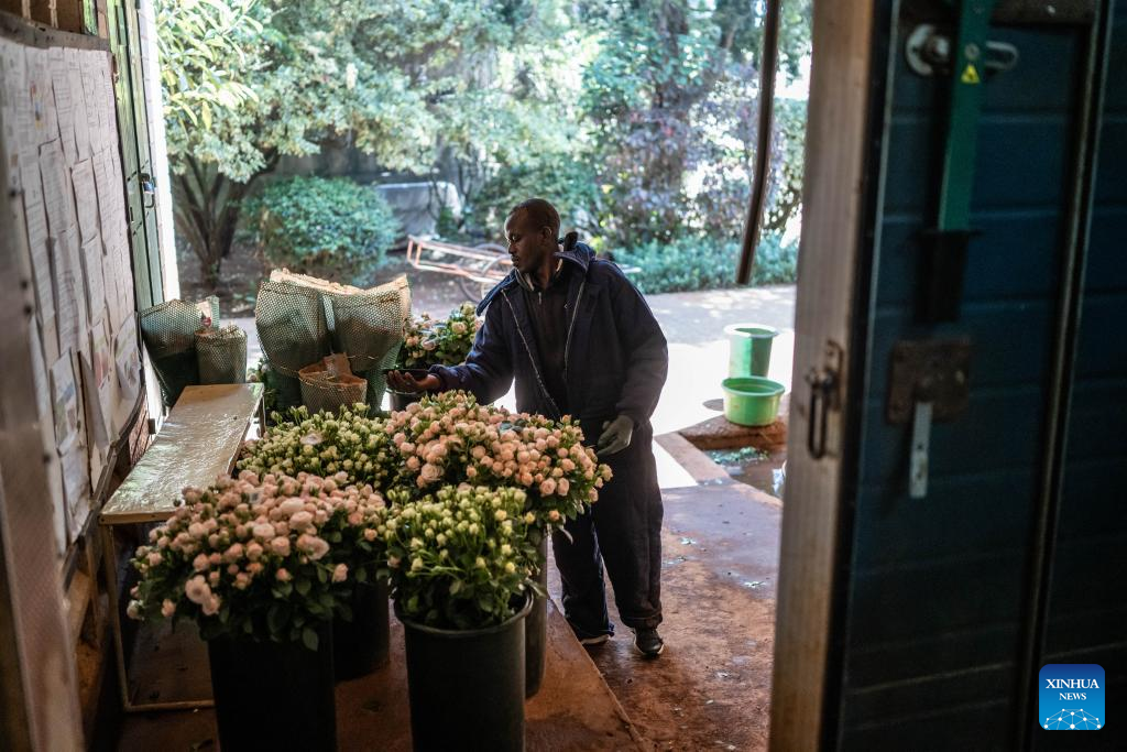 Feature: Kenyan flower company bullish on CIIE as Chinese market beckons