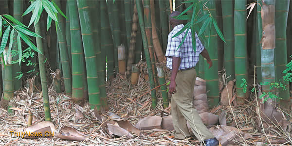 Eco-friendly bamboo makes way into Kenyan homes