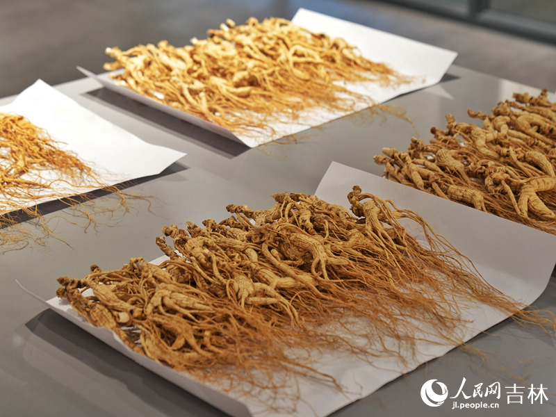 County in NE China’s Jilin cultivates thriving ginseng industry