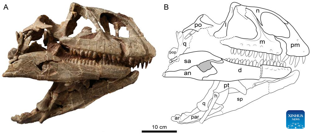 New genus of sauropodomorph dinosaur identified in China’s Yunnan